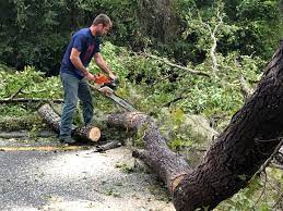 Best Tree Mulching  in Holiday City South, NJ