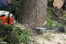 Reliable Holiday City South, NJ Tree Removal Solutions