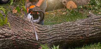 How Our Tree Care Process Works  in  Holiday City South, NJ