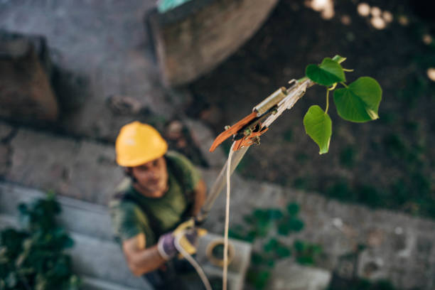 Best Tree Maintenance Programs  in Holiday City South, NJ