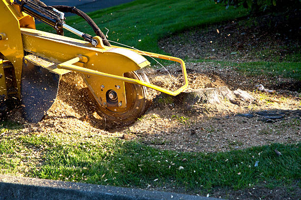 Best Tree Health Inspection  in Holiday City South, NJ
