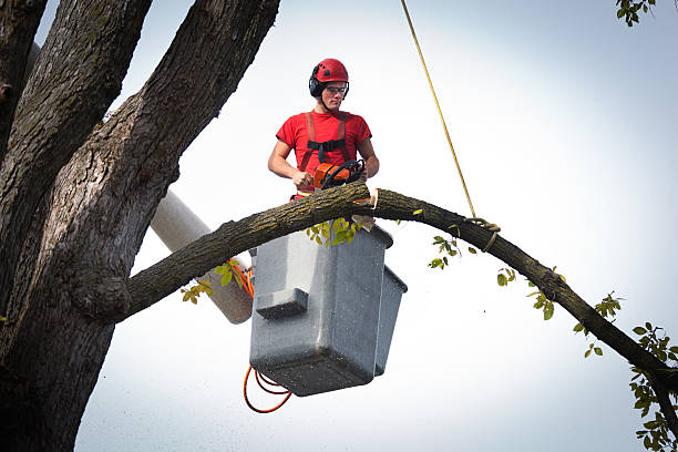 Best Tree Removal  in Holiday City South, NJ