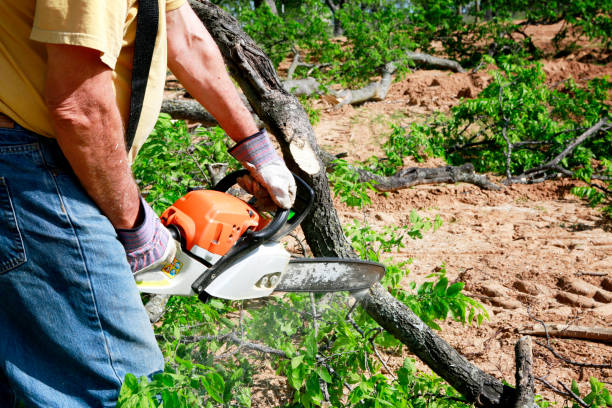 Lawn Pest Prevention in Holiday City South, NJ